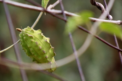 Gonolobus grandiflorus