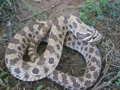 Heterodon nasicus