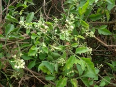 Serjania brachycarpa