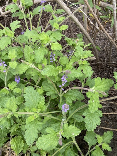 iNaturalist observation photo of western vervain