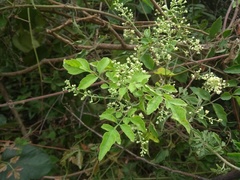 Serjania brachycarpa