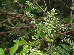 Serjania brachycarpa