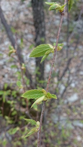 bukotvaré (Fagales)
