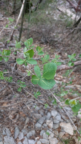 zemolez (Lonicera)