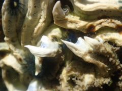 Spirobranchus cariniferus