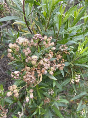 iNaturalist observation photo of mule fat