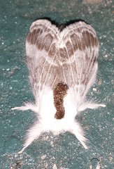 Tolype velleda