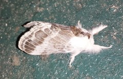 Tolype velleda