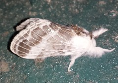 Tolype velleda