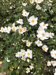 Eriocapitella × hybrida