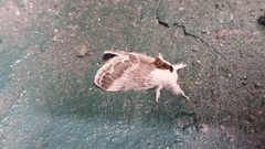 Tolype velleda