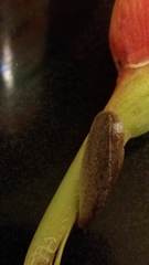 Leidyula floridana image