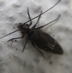 Longivalvus nubilus