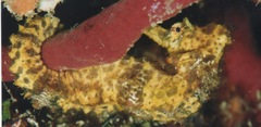 Hippocampus reidi