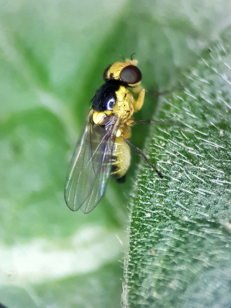 Liriomyza sativae from Thursday Island QLD 4875, Australia on August 4 ...