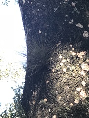 Tillandsia setacea