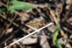 Erythrodiplax ochracea