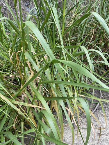 iNaturalist observation photo of giant wild rye