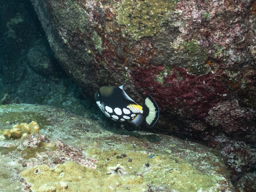 Clown Triggerfish (Balistoides conspicillum)