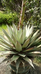 Agave