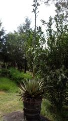 Agave