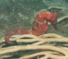 Hippocampus reidi