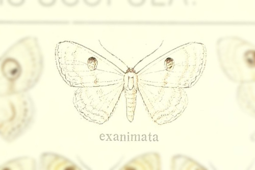 Problepsis exanimata
