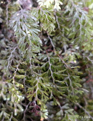 Hymenophyllum lanceolatum