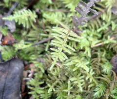 Hypnum plumaeforme