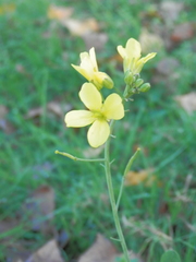 Brassica rapa