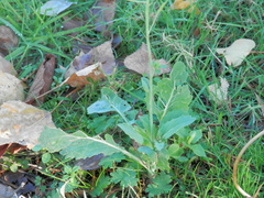 Brassica rapa