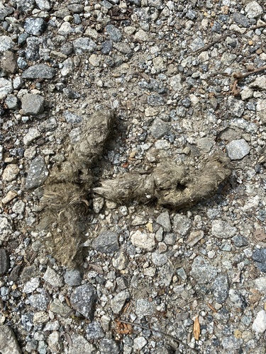 iNaturalist observation photo of Bobcat