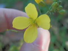 Brassica rapa