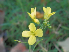 Brassica rapa