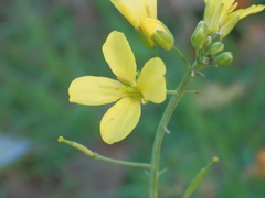 Brassica rapa