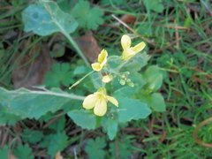 Brassica rapa
