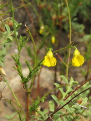 Hermannia confusa