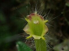 Columnea brenneri, photograph (c) Nolan Exe, some rights reserved (CC BY)