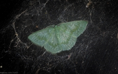 Prasinocyma lychnopasta