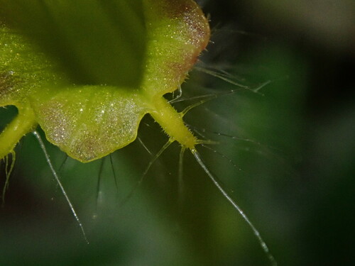 Columnea brenneri, photograph 3
