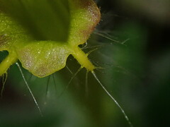 Columnea brenneri, photograph (c) Nolan Exe, some rights reserved (CC BY)