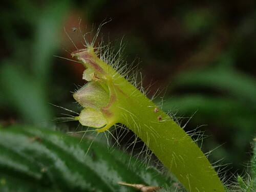 Columnea brenneri, photograph 1