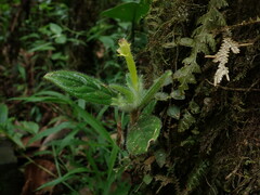 Columnea brenneri