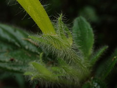 Columnea brenneri, photograph (c) Nolan Exe, some rights reserved (CC BY)