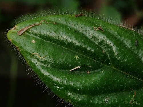Columnea brenneri, photograph 5