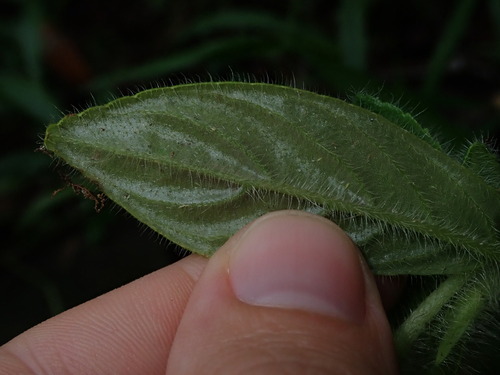 Columnea brenneri, photograph 6