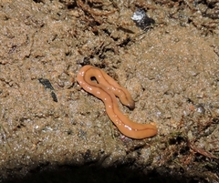 Bipalium adventitium