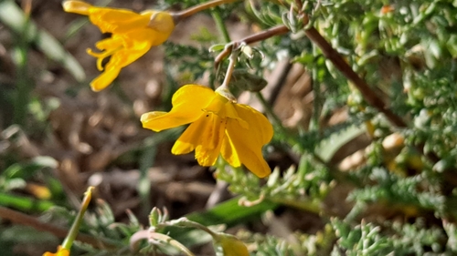 Image of Hypecoum imberbe by (c) Nico Hernandez, some rights reserved (CC BY)