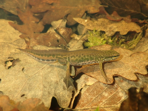 Palmate Newt