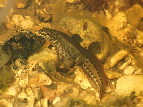 Palmate Newt